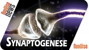 Synaptogenese – Warum wir alle verblöden – NuoViso News #71